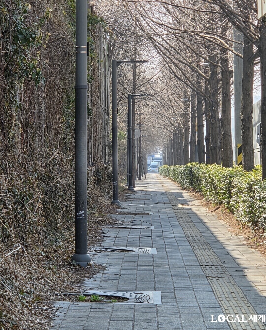 인천서구 봉수대로 가로수가 고사한지 수년째 방치돼 있다. 사진 김웅렬기자
