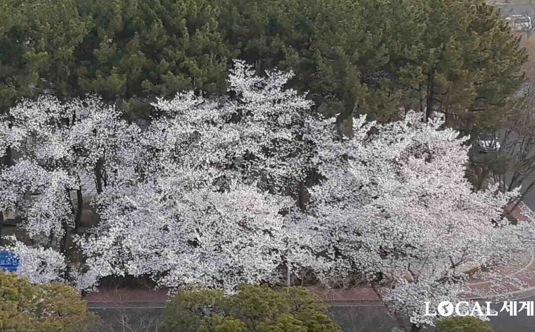 금곳사 벗꽃(사진=이남규 기자)