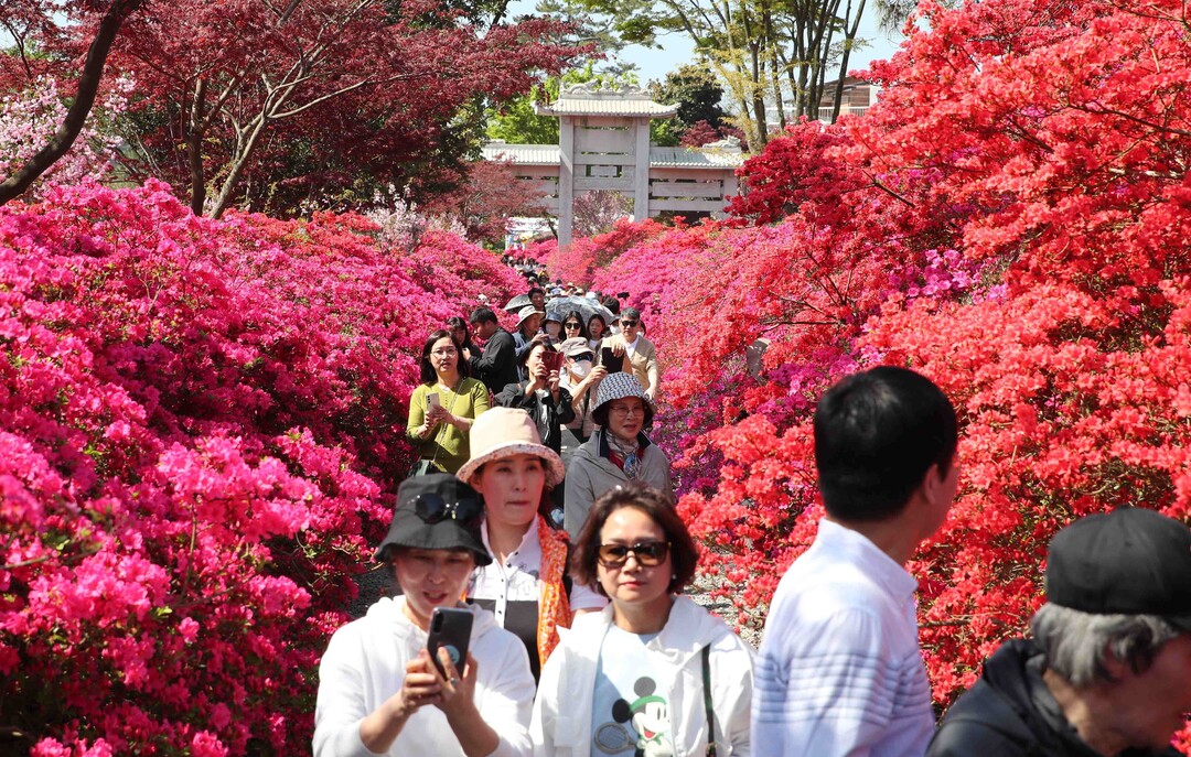 남미륵사에 만발한&nbsp; 서부해당화 터널을 거니는 관광객 들 . 강진군 제공