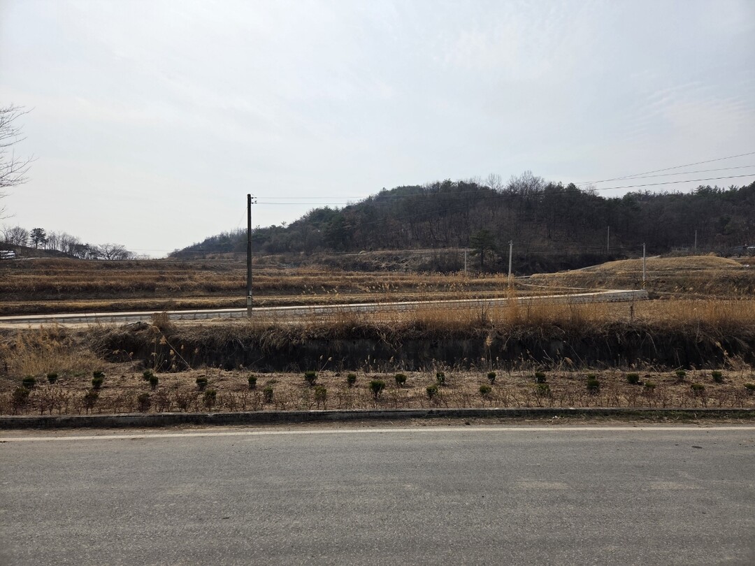 안사면 측백나무 식재. 의성군제공