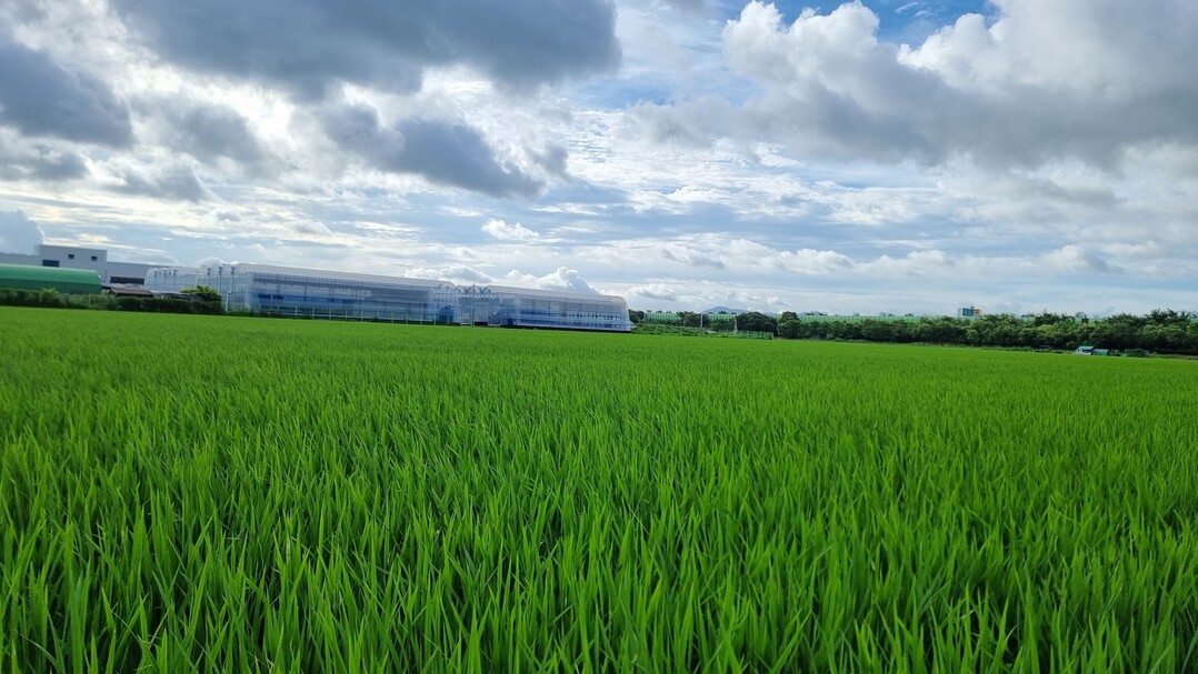 2025년도 벼 농작 사진. 김해시제공