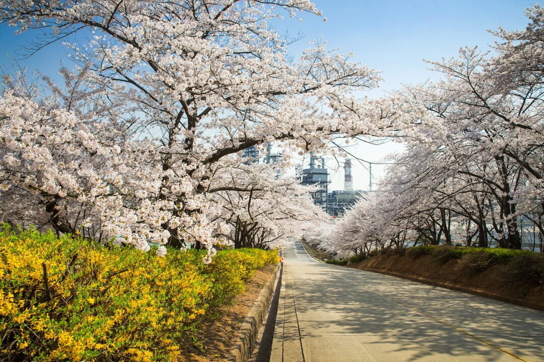 SK인천석유화학, 벚꽃동산 산책로 6...