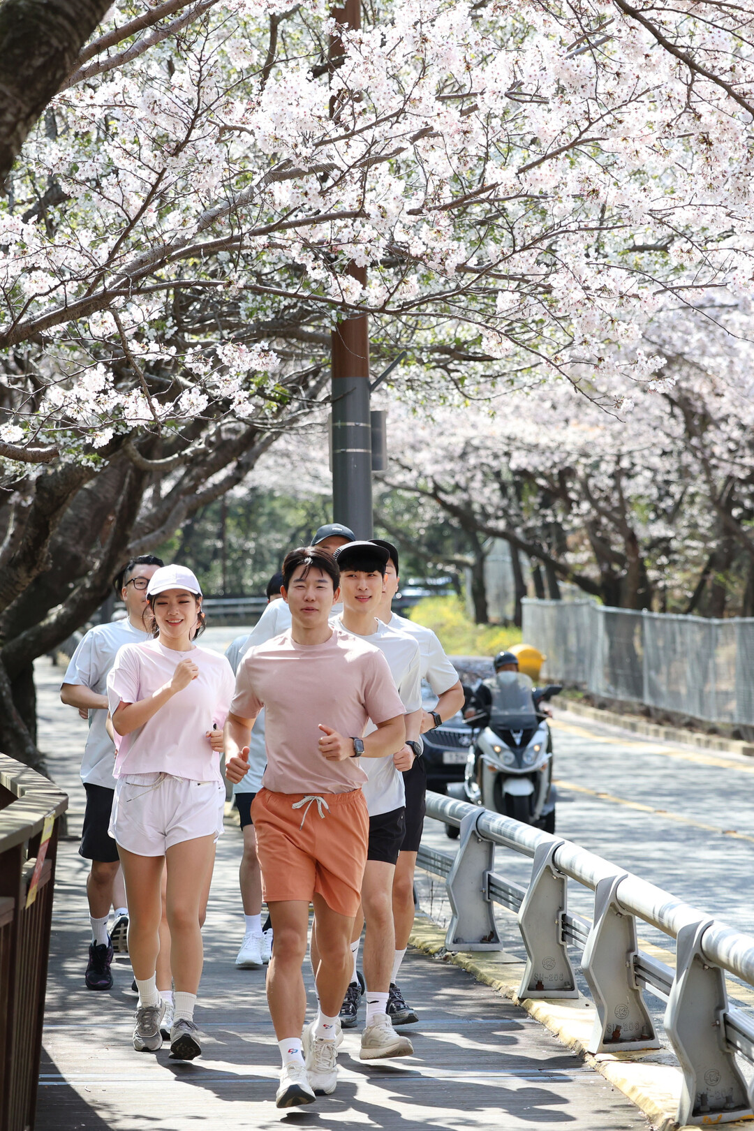 [포토] 벚꽃 사이를 달리는 아침, ...