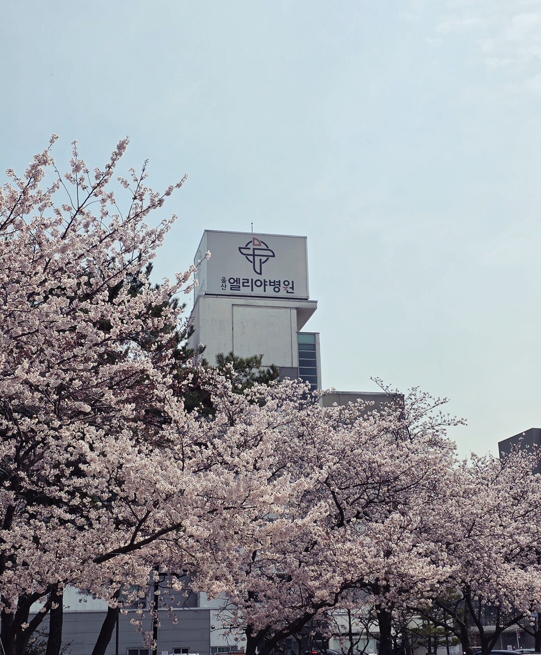 울산엘리야병원, ‘2026 벚꽃 사진...