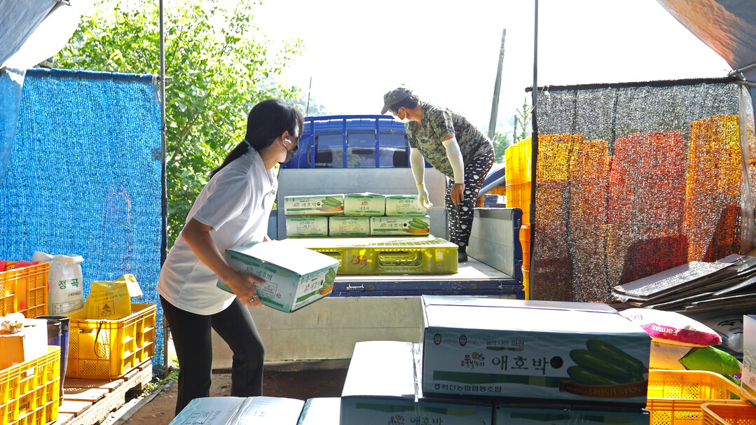 화천군 간동면 지역의 한 농가에서 여성 농업인이 애호박을 출하하고 있다(화천군청 제공)