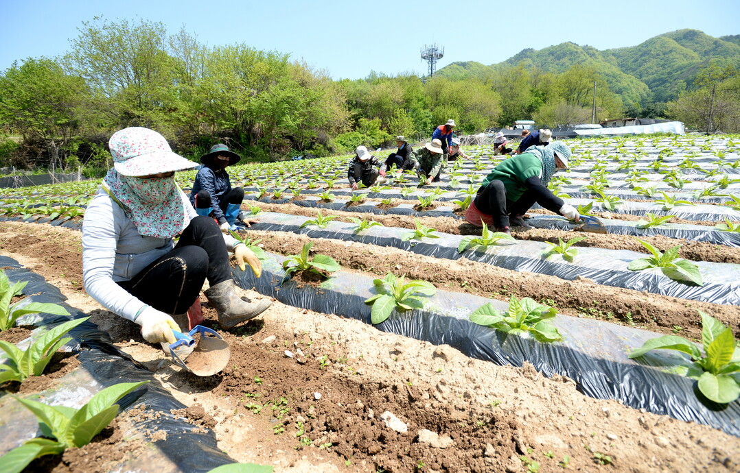 화천 농가에서 일하고 있는 계절근로자(화천군청 제공)