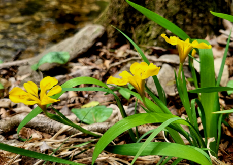 내장산국립공원 멸종위기 야생생물 Ⅱ급 노랑붓꽃 개화