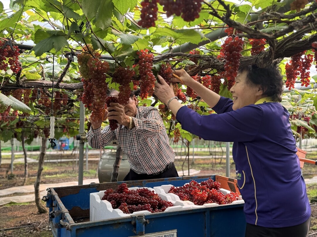 씨없는&lsquo;델라웨어&rsquo;포도 전국 첫 출하. 대전시 제공