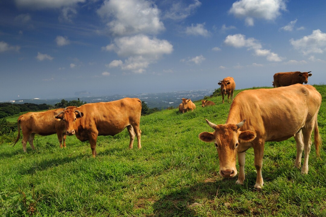 한우 이미지(사진=한우자조금 제공)