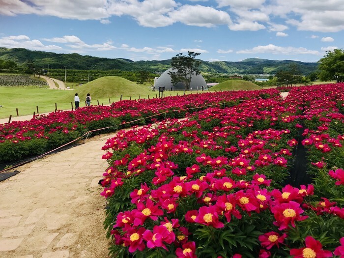 의성군, 관광교통 촉진지역 선정…8억...