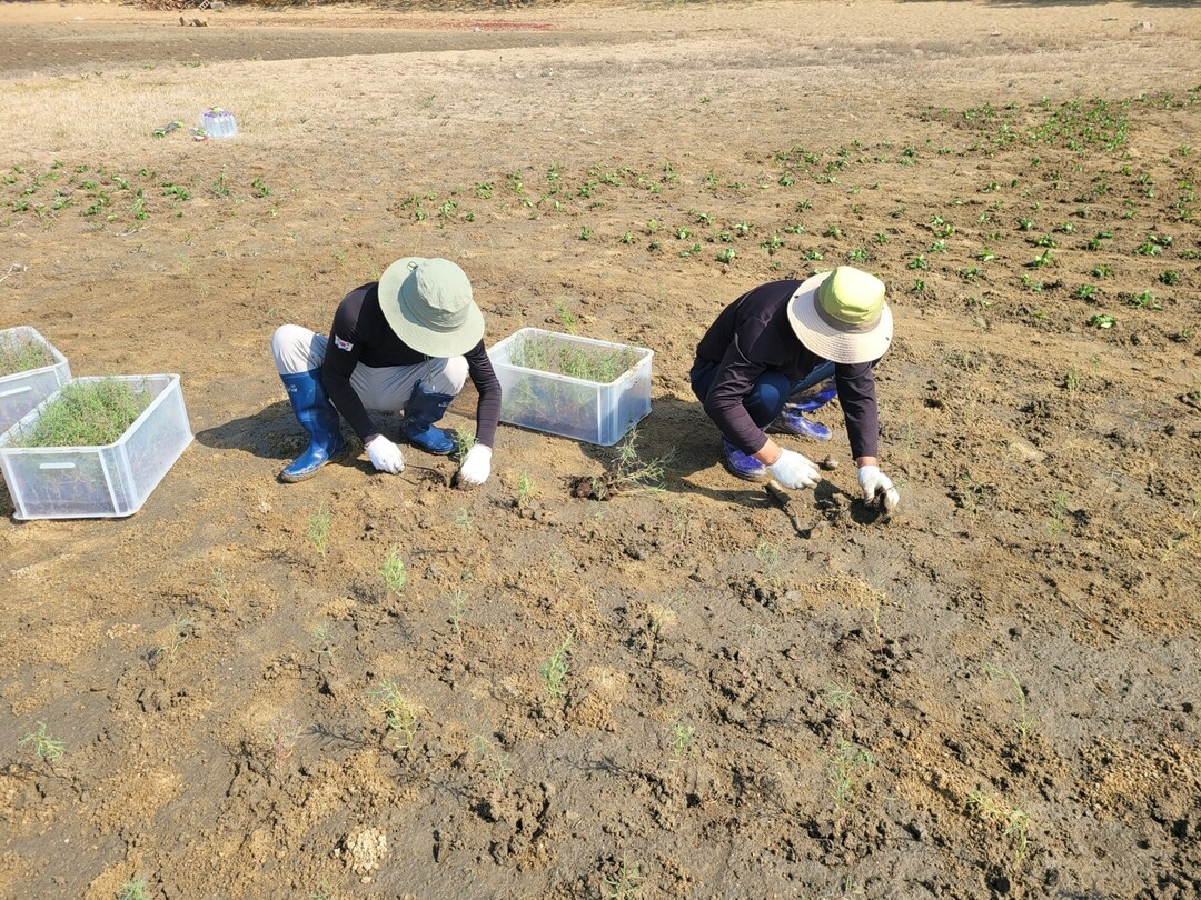 염생식물을 식재하고 있다. 경기도 제공