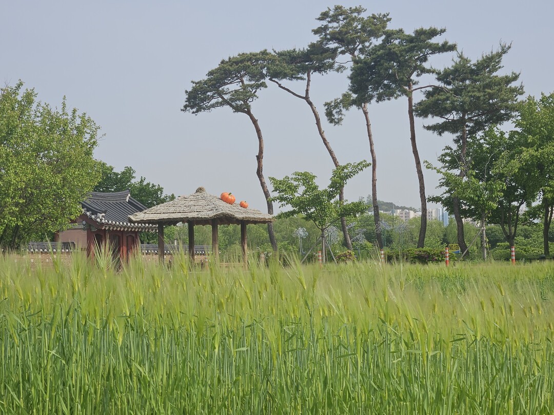 인천 계양구, ‘계양아라온 청보리밭’...