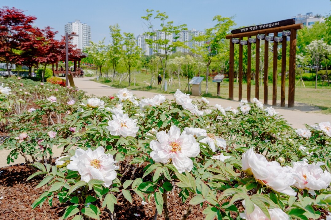 오산시, 고인돌공원 모란 만개…도심 ...