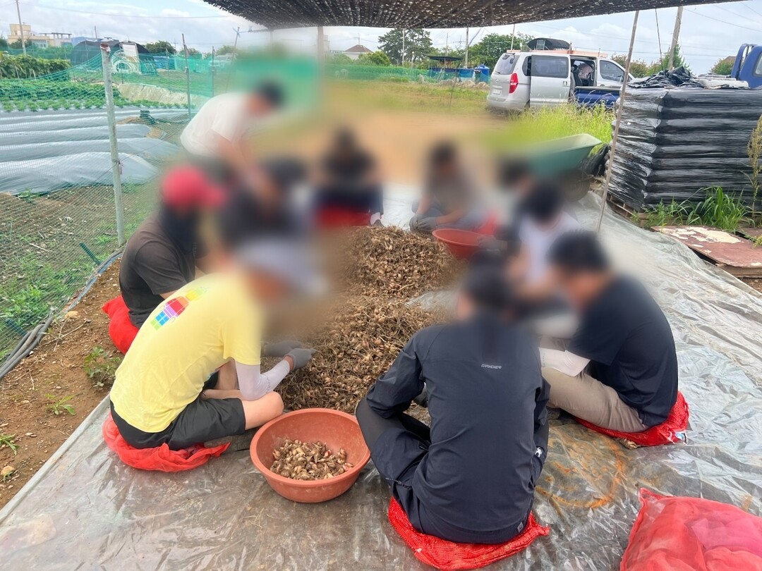 부산동부보호관찰소, 기장쪽파 재배농가...