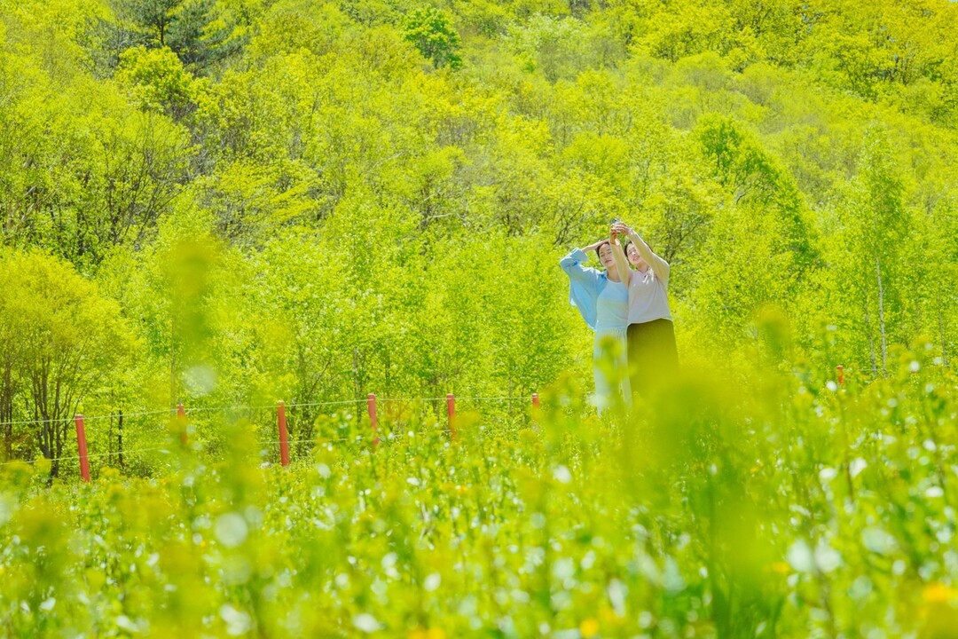 하이원리조트 플라워페스타가 열리는 슬로프 전경.
