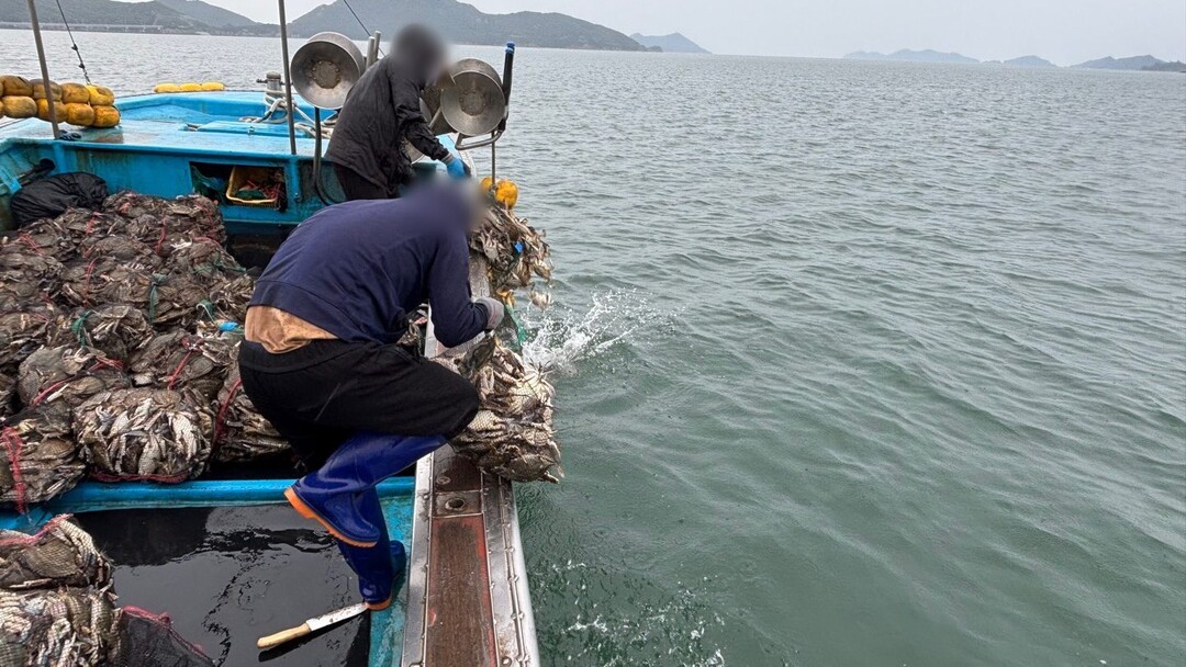 불법포획 꽃게를 해상에 방류하는 사진.