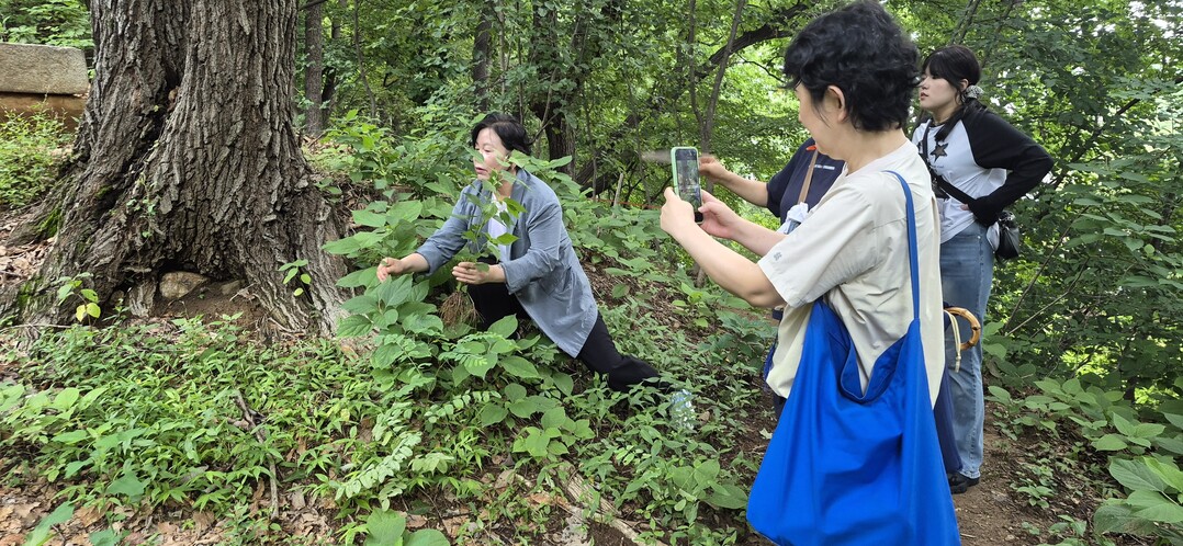 동작구 까치산서 외래 유해식물