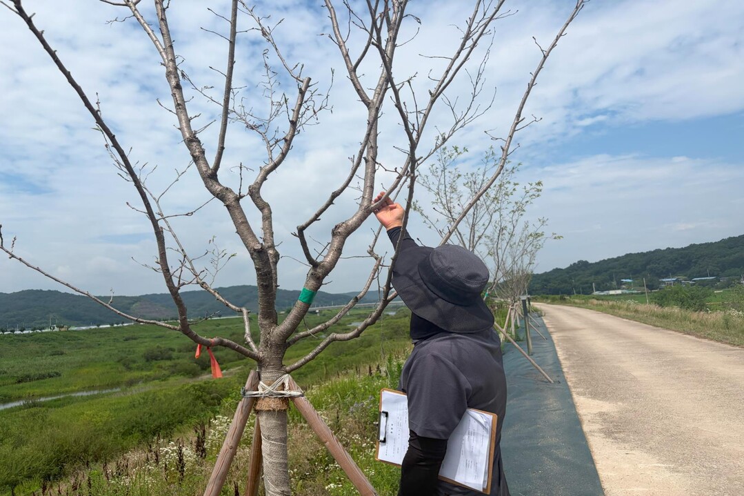 관내 조경수목 생육진단.