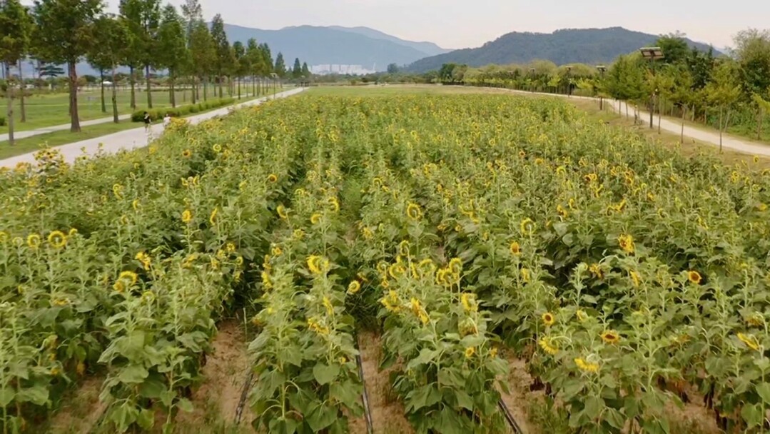 양산시 황산공원에 여름을 대표하는 해바라기가 만개해 시민들의 발길을 사로잡고 있다. 양산시 제공