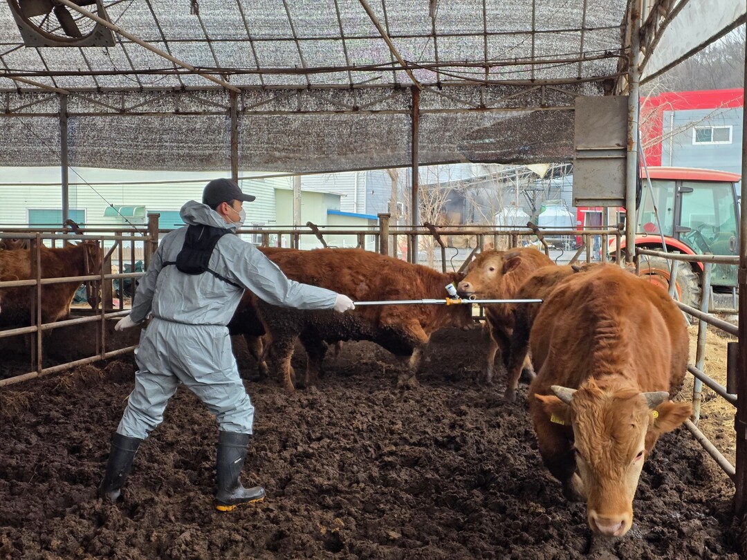9월 1일부터 30일까지 구제역 예방백신 일제접종을 한다. 사진은 구제적 백신 접종 모습. 용인시 제공