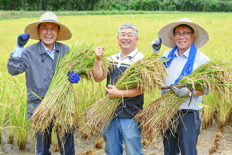 화천군 신읍리 화천지역 첫 벼베기