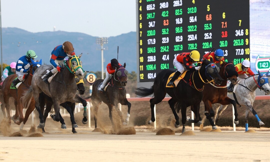 렛츠런파크부산경남 경주로에서 기수의 채찍을 받는 경주마들이 흙먼지를 날리며 치열한 각축전을 벌이고 있는 장면.  