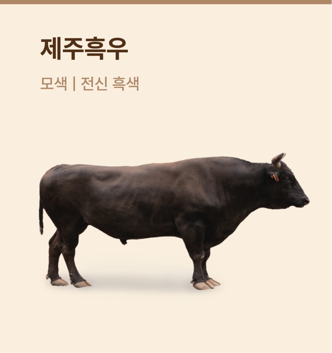 제주 흑우(사진=한우자조금 제공)