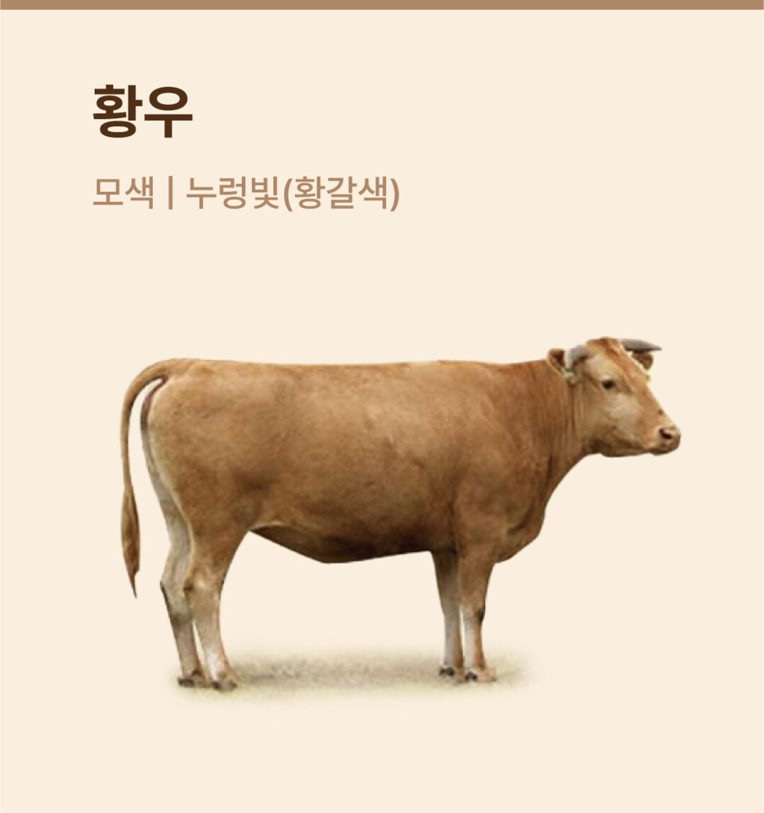 황우(사진=한우자조금 제공)