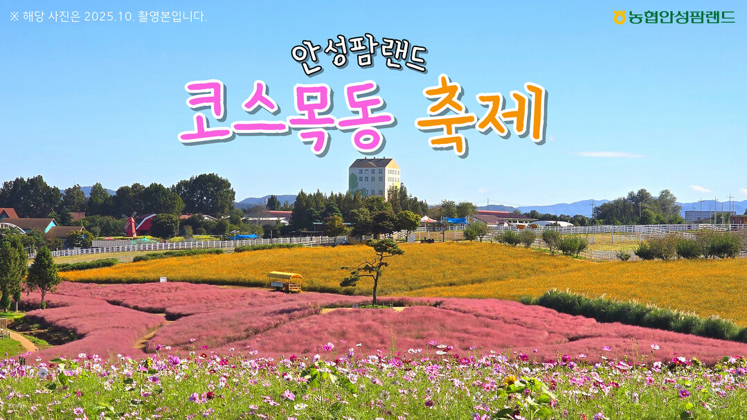 농협경제지주 안성팜랜드(분사장 강민경)는 가을을 맞아 19일부터 11월 1일까지 &lsquo;코스목동 축제&rsquo;를 개최한다고 밝혔다. 농협 제공