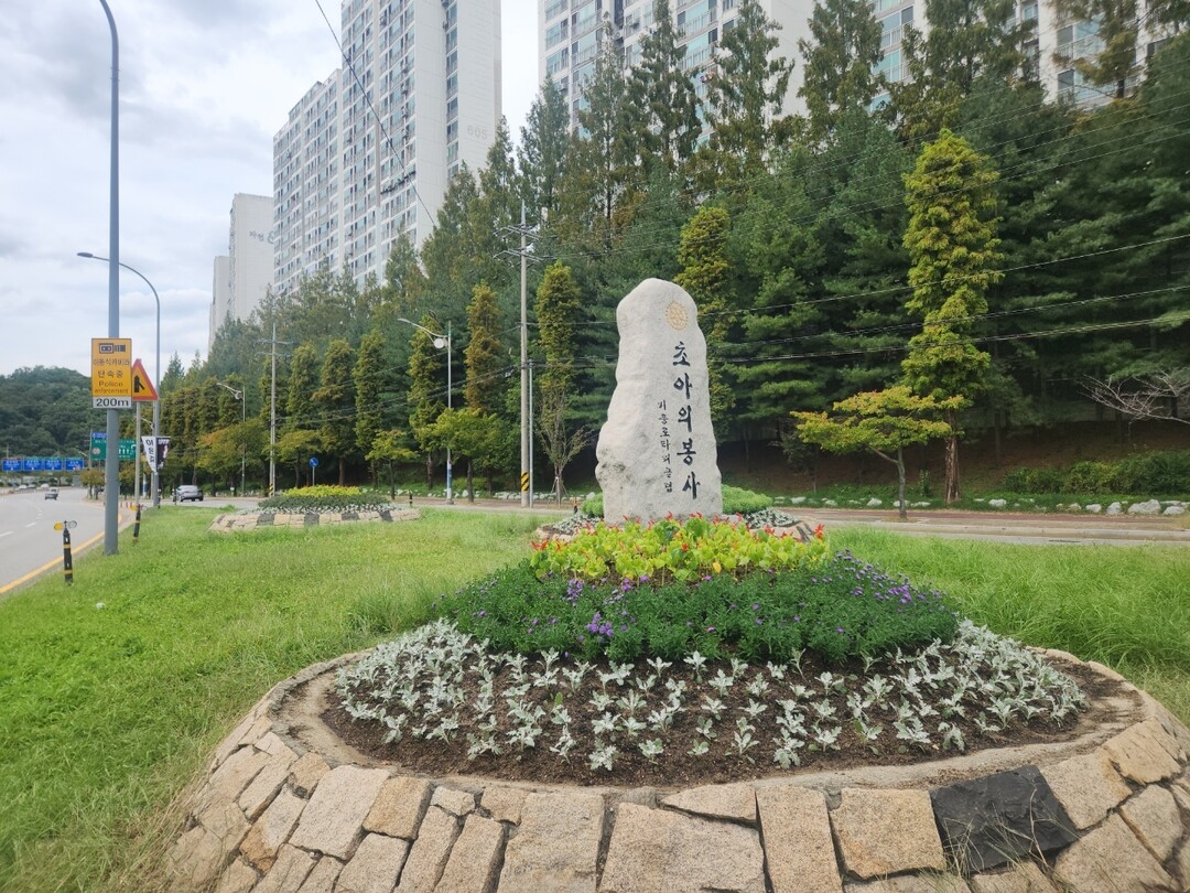 용인특례시는 유동 인구가 많은 주요 지역에 가을꽃을 심어 도심을 단장했다. 사진은 기흥구 구갈교사거리 교통섬.