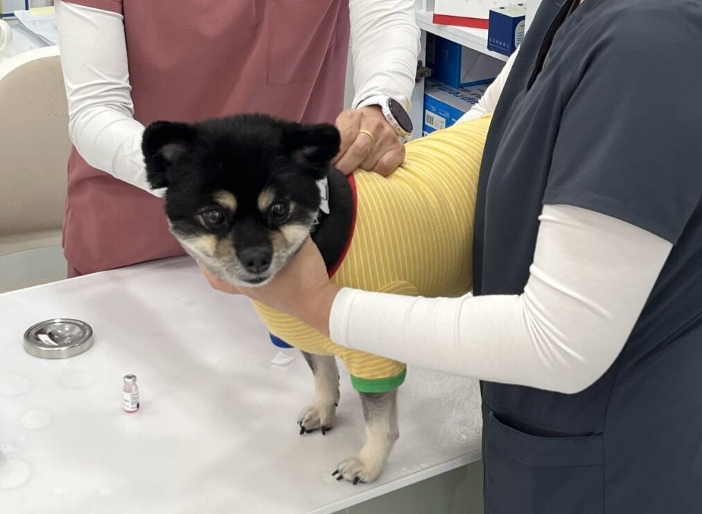용인특례시는 오는 6일부터 11월 8일까지 광견병 예방접종을 한다. 사진은 올 상반기백신 동물병원에서 광견병 백신을 접종하는 모습. 용인시 제공