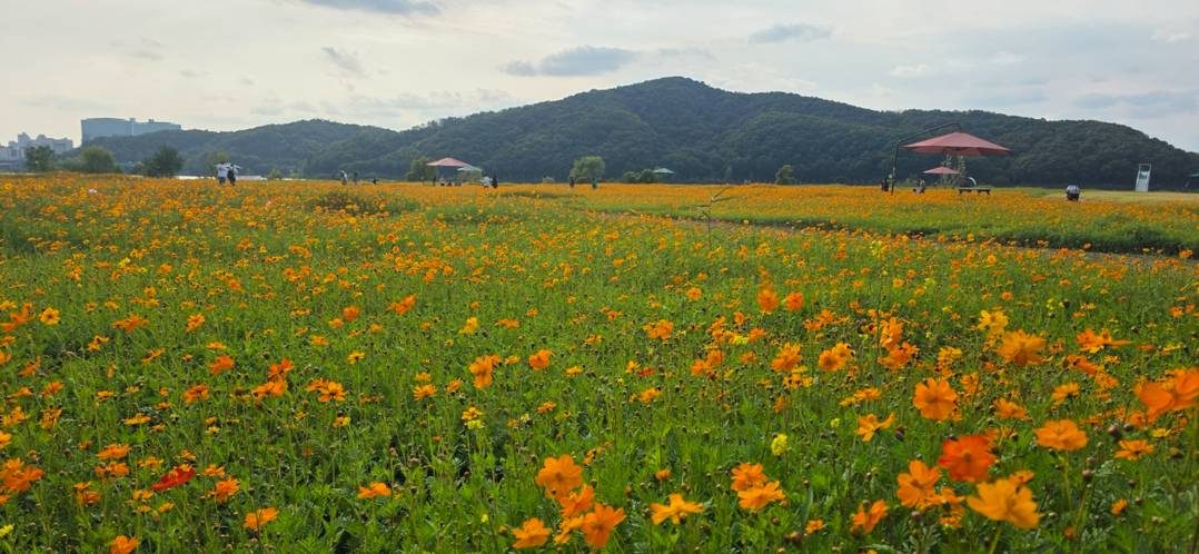 용인특례시는 기흥구 공세동 기흥호수공원에 황화코스모스 밭을 조성했다. 용인시 제공

